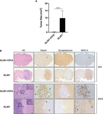 Protective anti-tumor vaccination against glioblastoma expressing the MHC class II transactivator CIITA